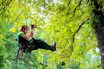 Baumpflege Anseilen