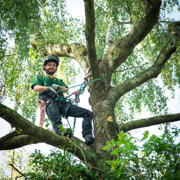 Entnahme von Totholz