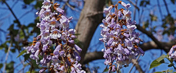 Paulownia
