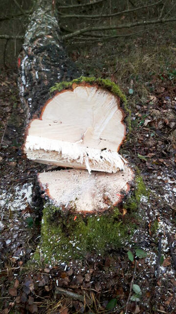 Entnahme von Totholz