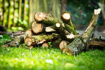 Entnahme von Totholz